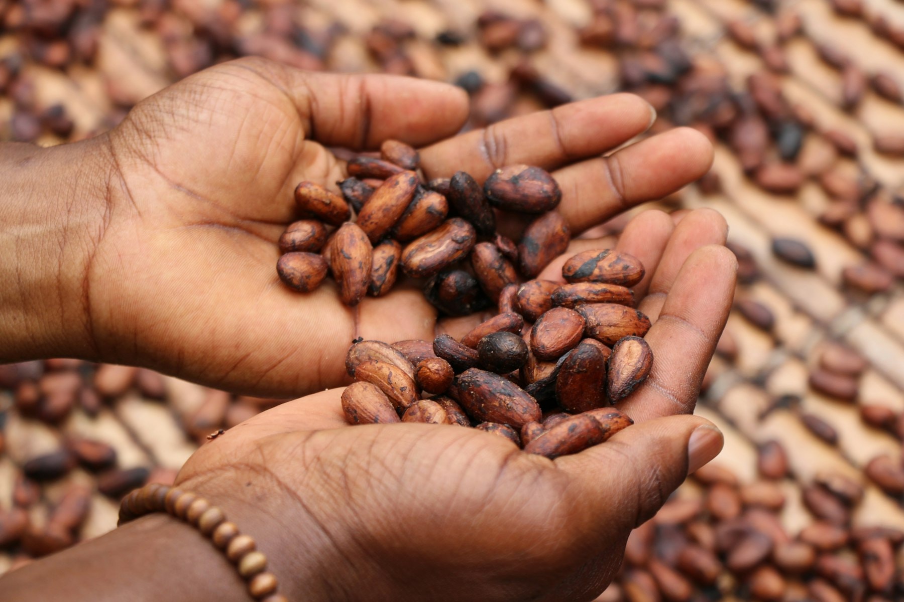 Hand-harvested cocoa beans in a person’s palm
