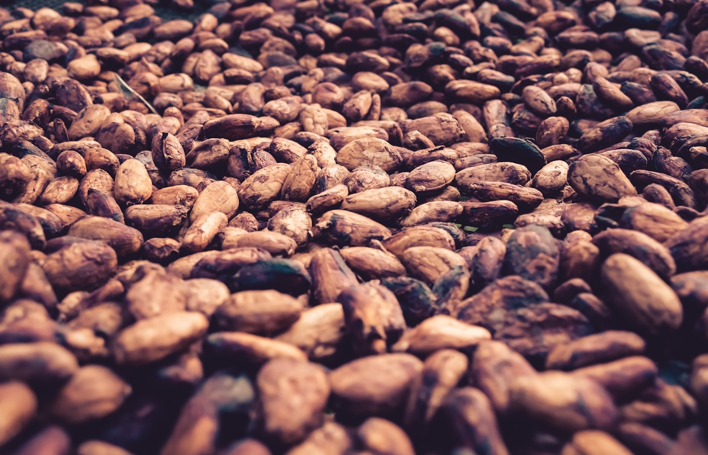 Hands cupping raw cocoa beans